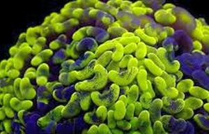 Hammer Coral (Fimbriaphyllia ancora)