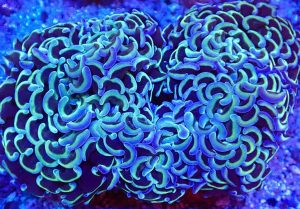 Hammer Coral (Fimbriaphyllia ancora)