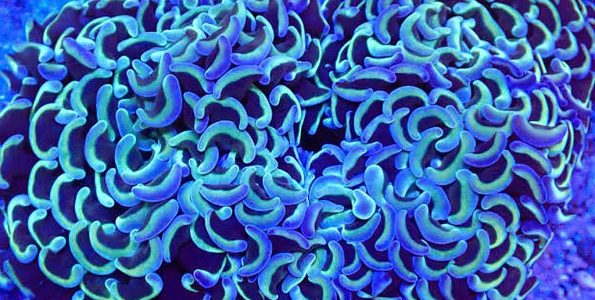 Hammer Coral (Fimbriaphyllia ancora)