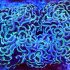 Hammer Coral (Fimbriaphyllia ancora)