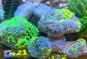 Hammer Coral (Fimbriaphyllia ancora)