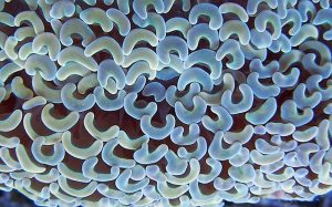 Hammer Coral (Fimbriaphyllia ancora)