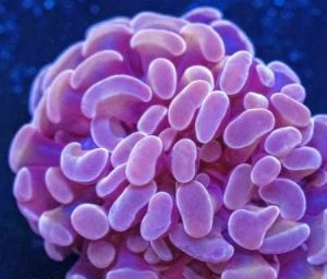 Hammer Coral (Fimbriaphyllia ancora)