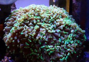 Hammer Coral (Fimbriaphyllia ancora)