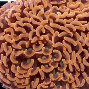 Hammer Coral (Fimbriaphyllia ancora)