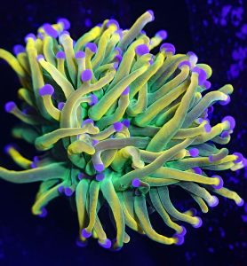 Holy Grail Torch Coral (Euphyllia glabrescens)