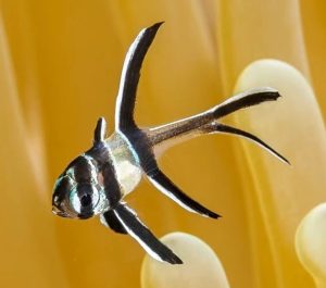 Juvenile Banggai Cardinalfish (Pterapogon kauderni)