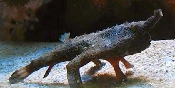 Longnose Batfish (Ogcocephalus corniger)