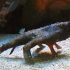 Longnose Batfish (Ogcocephalus corniger)