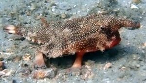 Longnose Batfish (Ogcocephalus corniger)