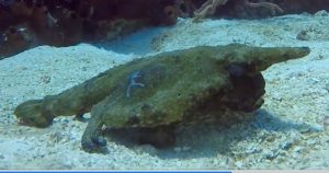 Longnose Batfish (Ogcocephalus corniger)