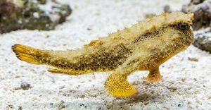 Longnose Batfish (Ogcocephalus corniger)