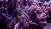 Finger Leather Coral, (Sinularia sp.) Maroon Finger Leather Coral (Sinularia sp.)