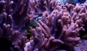 Maroon Finger Leather Coral (Sinularia sp.)