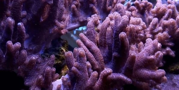 Maroon Finger Leather Coral (Sinularia sp.)