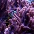 Finger Leather Coral, (Sinularia sp.)