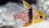 Pajama Cardinal (Sphaeramia nematoptera)