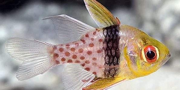 Pajama Cardinal (Sphaeramia nematoptera)