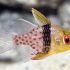 Pajama Cardinal (Sphaeramia nematoptera)
