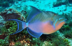 Queen Triggerfish (Balistes vetula)