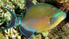 Queen Triggerfish (Balistes vetula)