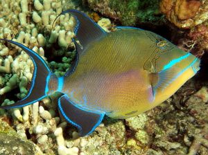 Queen Triggerfish (Balistes vetula)