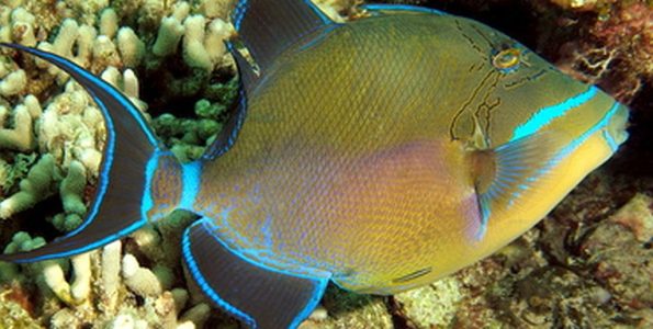 Queen Triggerfish (Balistes vetula)