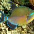 Queen Triggerfish (Balistes vetula)