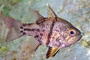 Orbiculate Cardinal (Sphaeramia orbicularis)