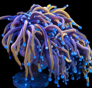 Torch Coral (Euphyllia glabrescens)