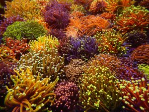 Torch Coral (Euphyllia glabrescens) Mixed frags