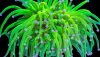 Torch Coral (Euphyllia glabrescens) Torch Coral (Euphyllia glabrescens)