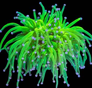Torch Coral (Euphyllia glabrescens)