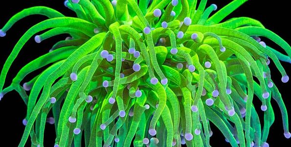 Torch Coral (Euphyllia glabrescens)