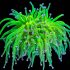 Torch Coral (Euphyllia glabrescens)