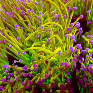 Torch Coral (Euphyllia glabrescens)