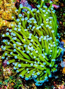 Torch Coral (Euphyllia glabrescens)