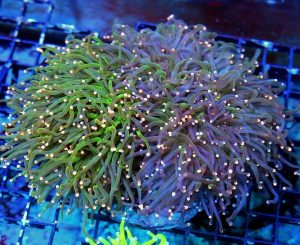 Torch Coral (Euphyllia glabrescens)