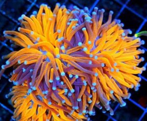 Torch Coral (Euphyllia glabrescens)
