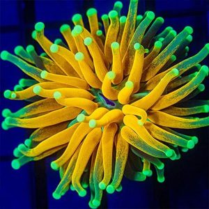 Torch Coral (Euphyllia glabrescens)