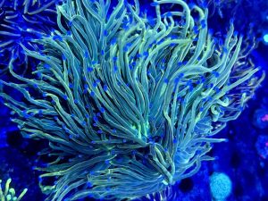 Torch Coral (Euphyllia glabrescens)