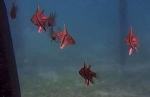 Orbiculate Cardinal (Sphaeramia orbicularis)