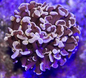 Hammer Coral (Fimbriaphyllia ancora)