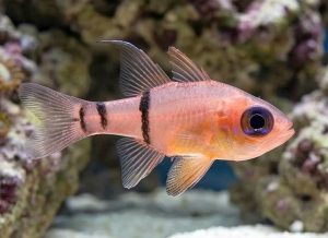 Belted Cardinalfish (Apogon townsendi)