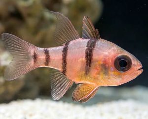 Belted Cardinalfish (Apogon townsendi)