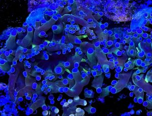 Blue Tipped Frogspawn Corals (Fimbriaphyllia divisa, Euphyllia divisa)