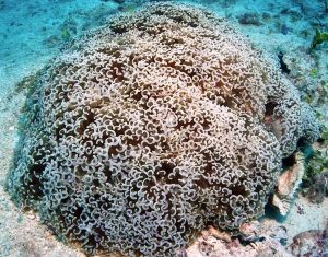 Hammer Coral (Fimbriaphyllia ancora)