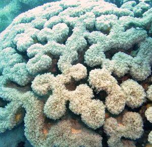 Frogspawn Corals (Fimbriaphyllia divisa, Euphyllia divisa)