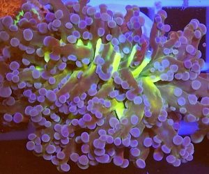 Yellow Green Frogspawn Corals (Fimbriaphyllia divisa, Euphyllia divisa)