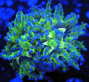 Frogspawn Corals (Fimbriaphyllia divisa, Euphyllia divisa)